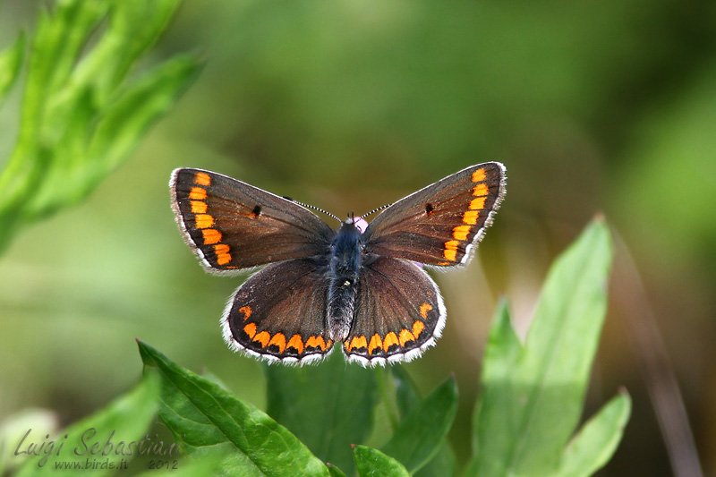 Polyommatus icarus